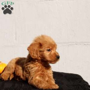 Vanya, Mini Goldendoodle Puppy